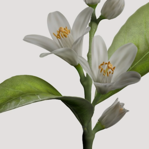 NEROLI ORANGER - EAU DE PARFUM