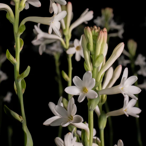 FRENCH FLOWER - EAU DE PARFUM