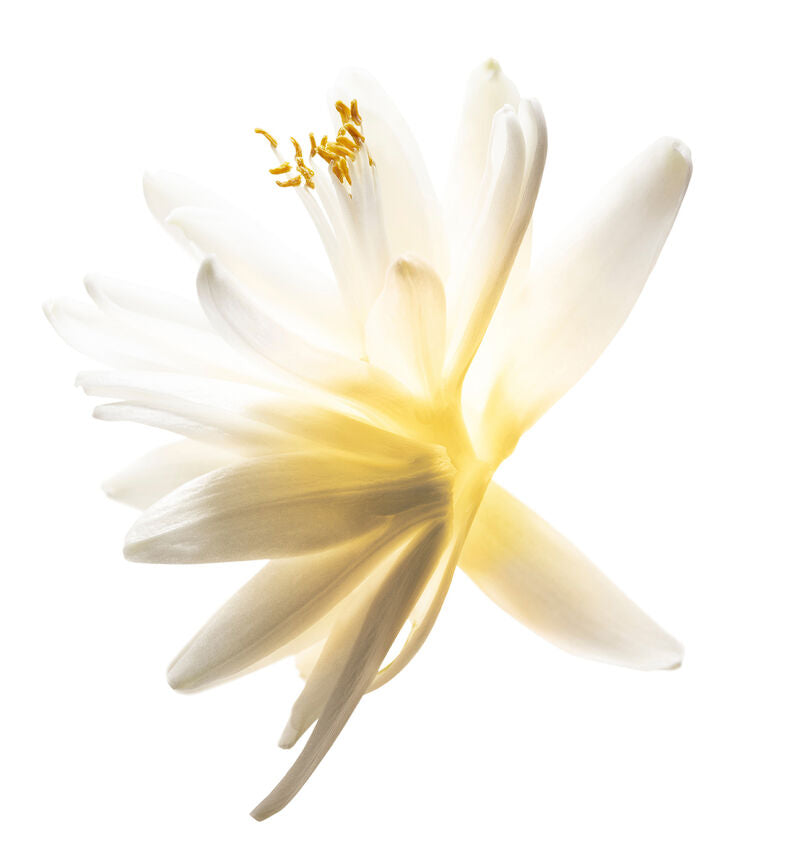 J’adore Eau de Toilette – Parfum floral lumineux | Achat rapide sur Parfumerie Passion | Livraison partout au Maroc